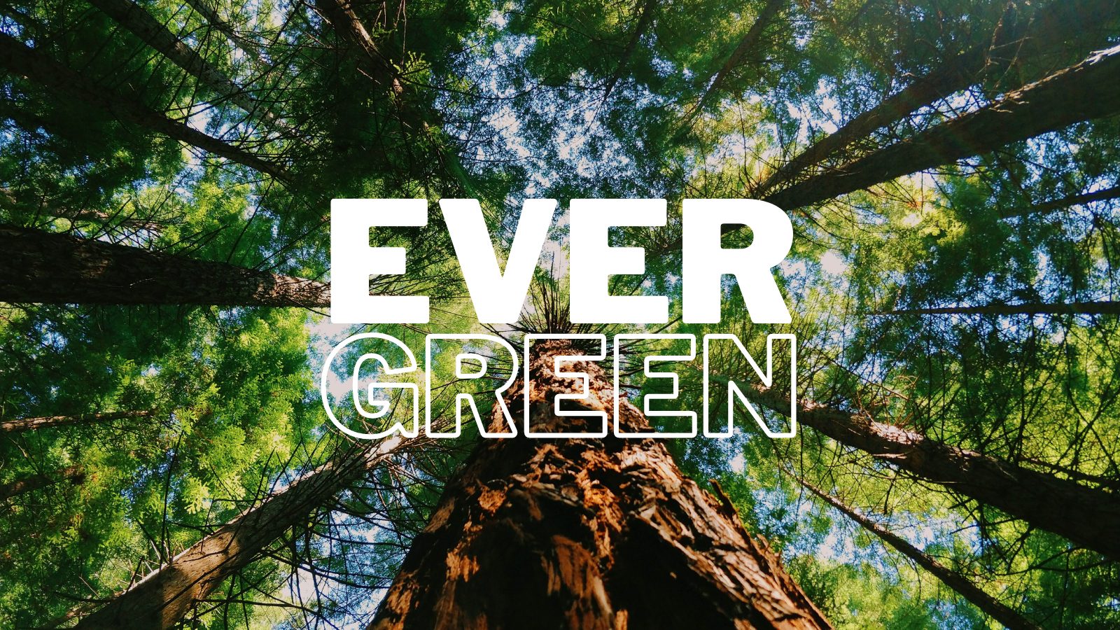 orange dots content writing evergreen content